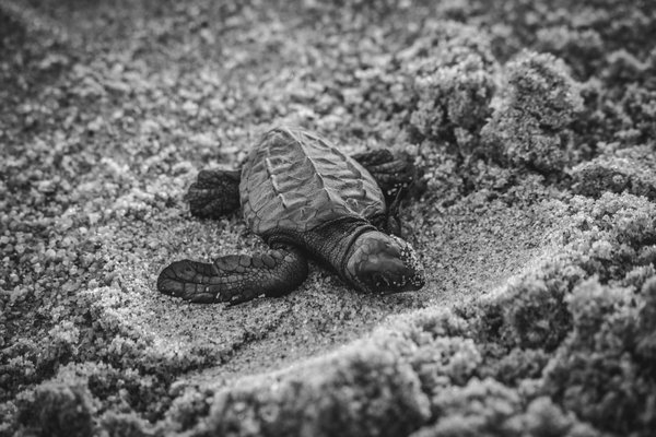 Comment participer à une expédition de conservation des tortues marines au Costa Rica ?